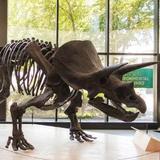 Cleveland Museum of Natural History