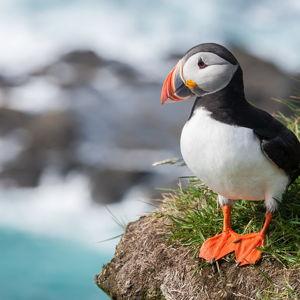 Puffin & Whale Watching Tour