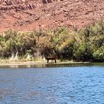 Wild Horses at Tonto National Forest