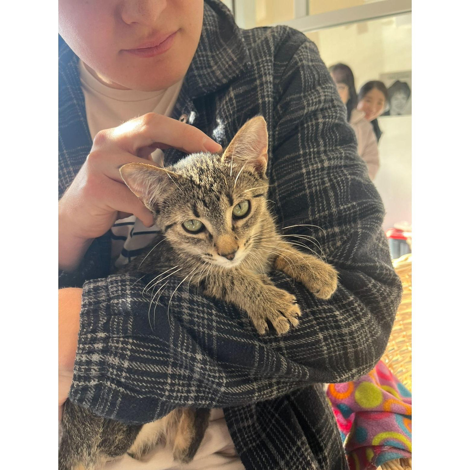 November 19th, 2023: Jenn + Nick adopt Bailey after many Bailey's + coffees were consumed on their trip to Ireland