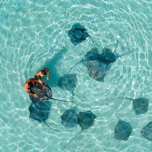 Shark & Stingray Snorkel Excursion