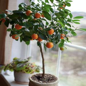 Clementine Tree, *Size: 3-4 Feet
