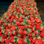 Brookdale Fruit Farm Inc