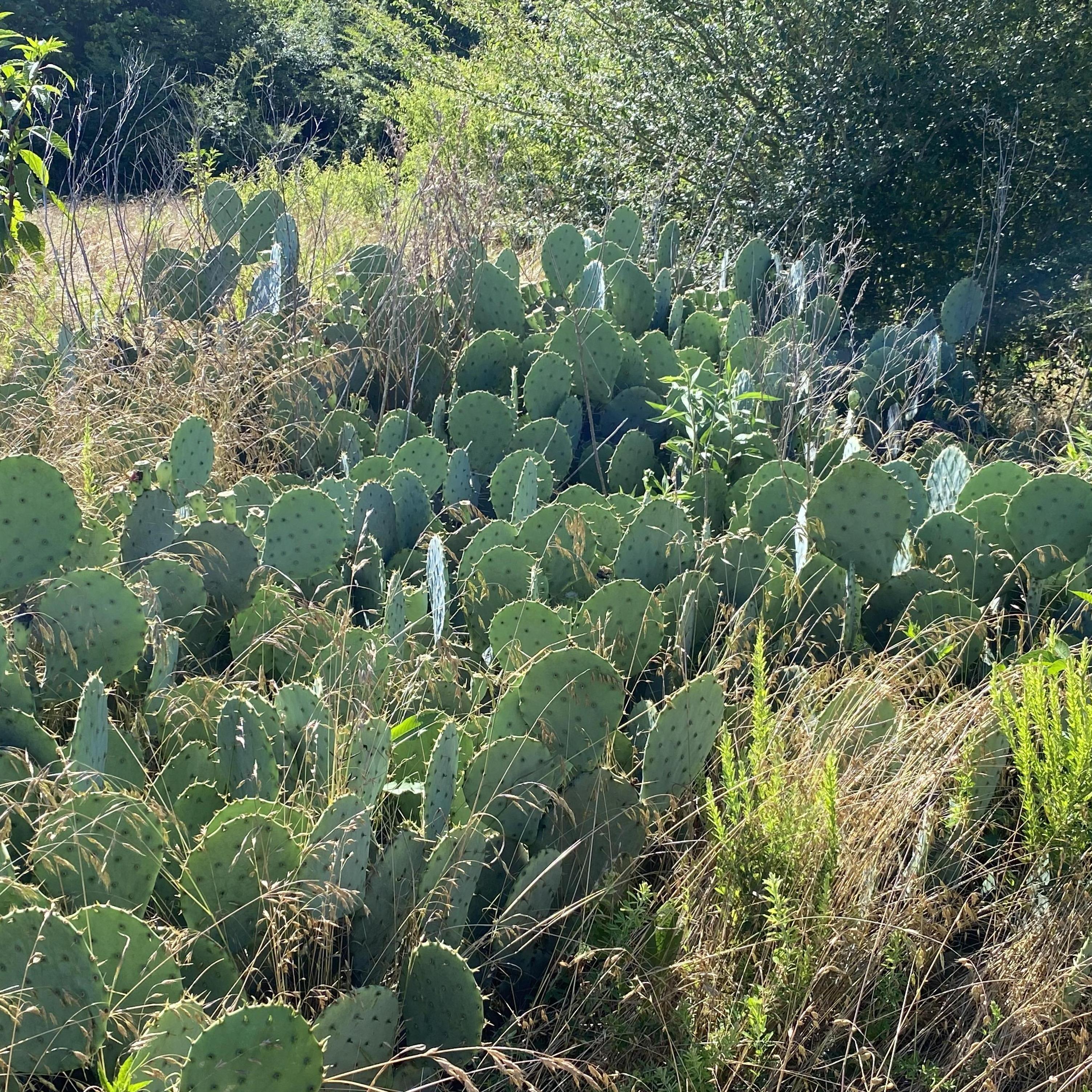 Cacti? Why not???