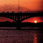 Bat Bridge!