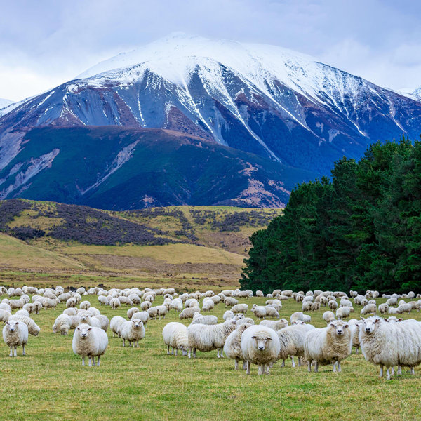 Honeymoon Fund (New Zealand)