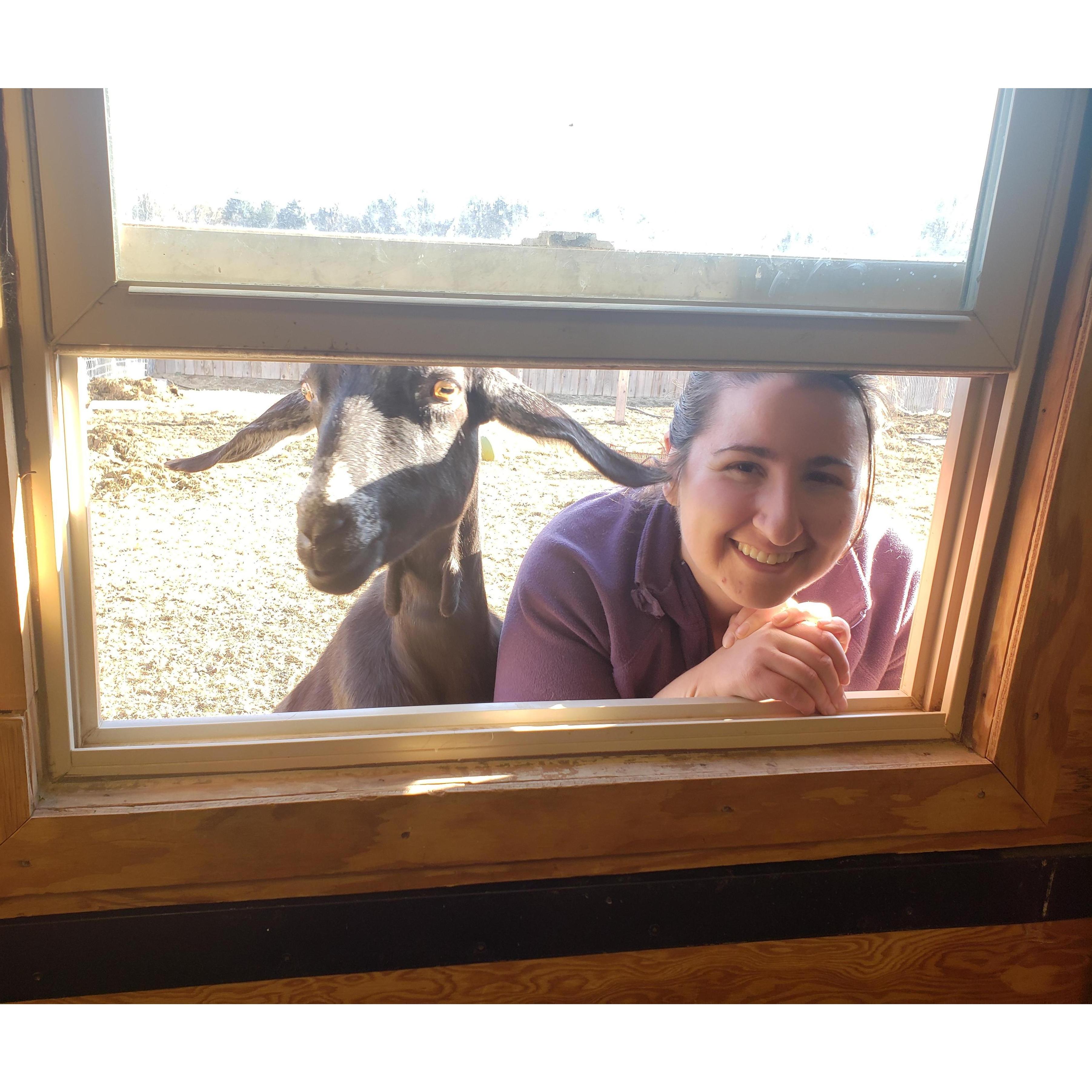 Chava and Vashti the goat.
-Boulder, CO, ~2018