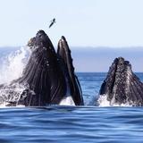 Wildlife & Animals