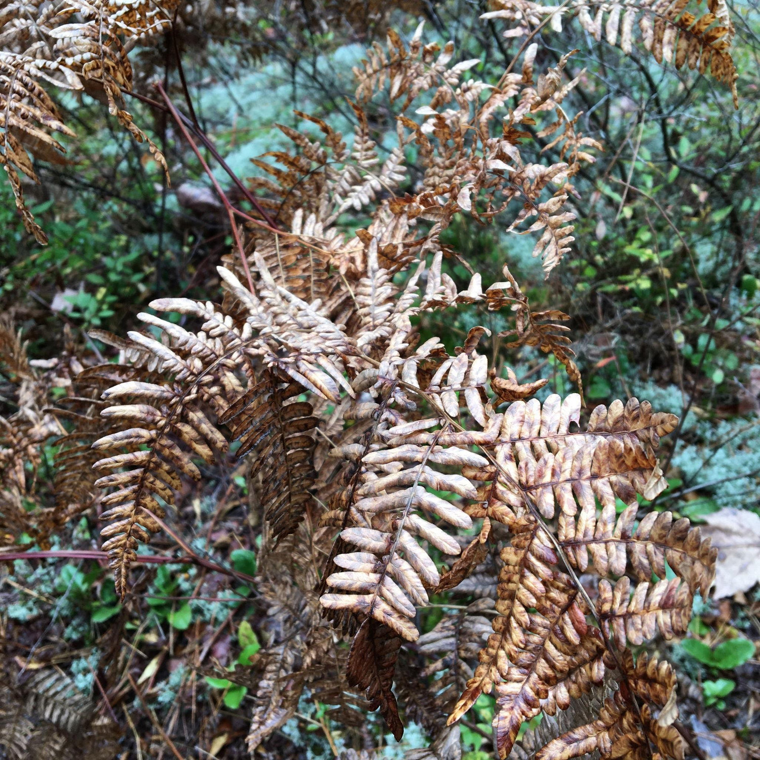 Golden ferns in Pictured Rocks - seeing these for the first time when we last visited was such a special moment