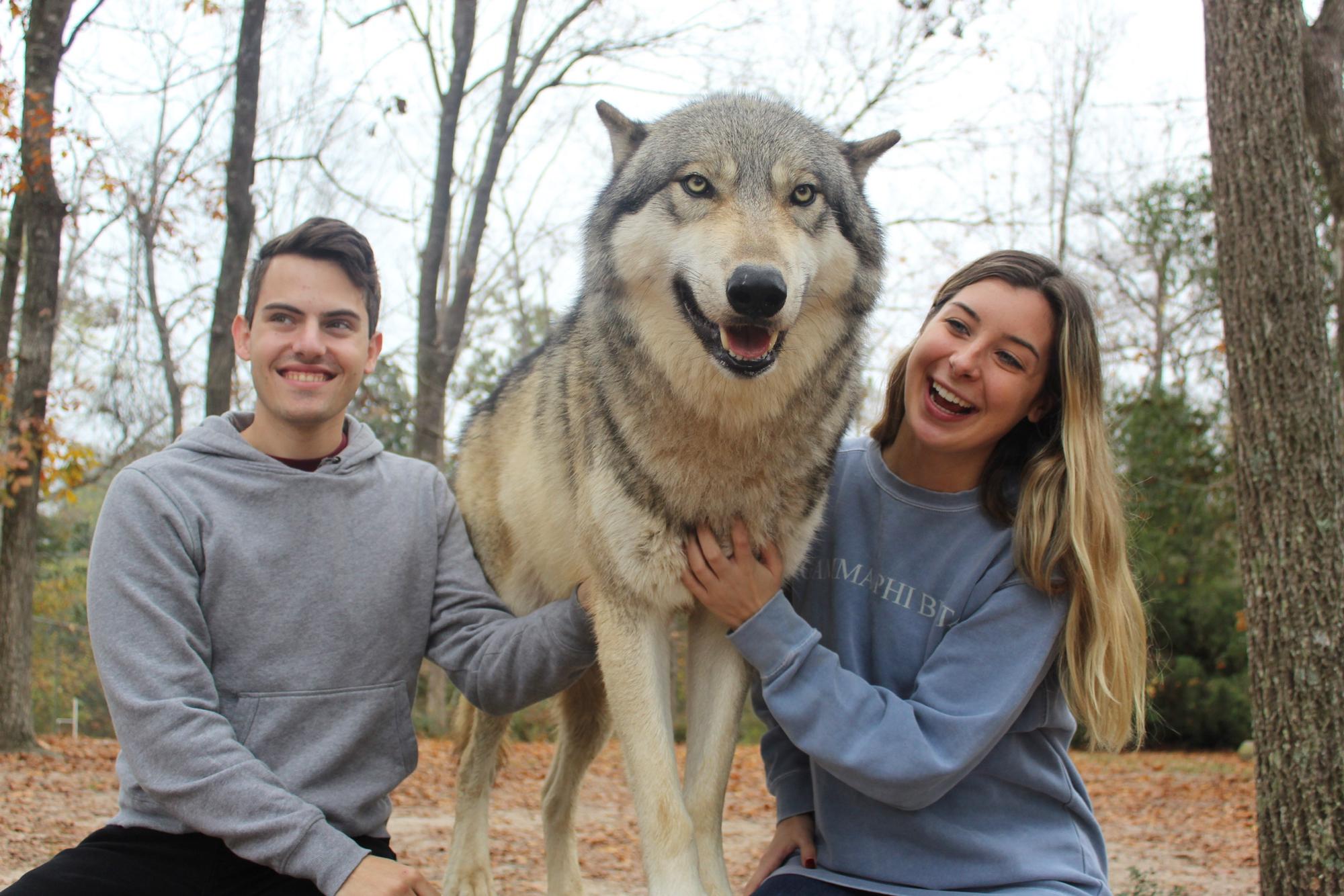 Seacrest Wolf Preserve.  December 2019.
