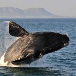 Whale Watching- Hermanus (Seasonal)