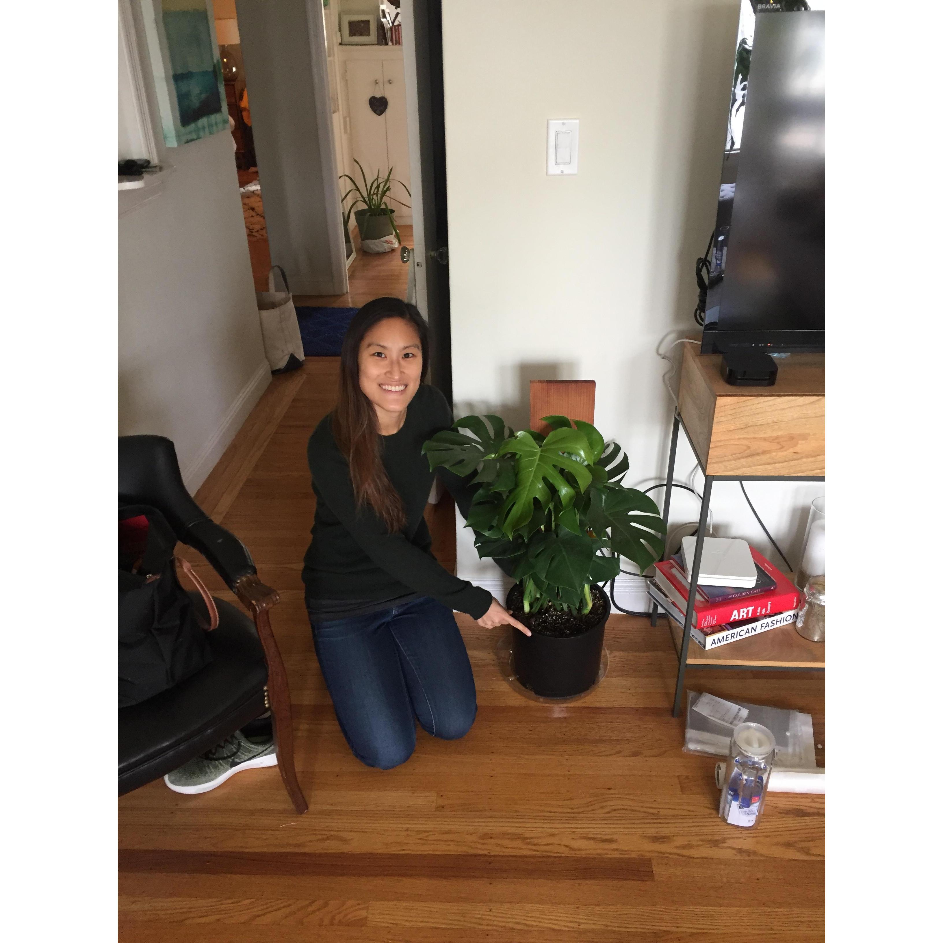 Ashley's beloved monstera! Ashley's first xmas present from Crenshaw. It's still alive thanks to him