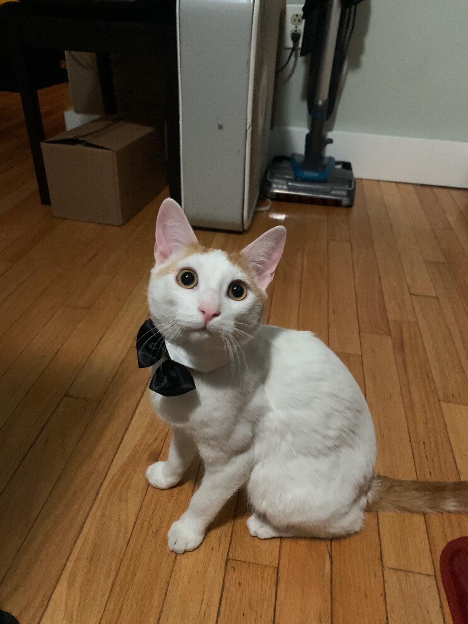 Benny looking dapper in his bow tie 😻
