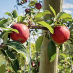 Robinette's Apple Haus & Winery