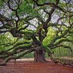 Angel Oak Tree