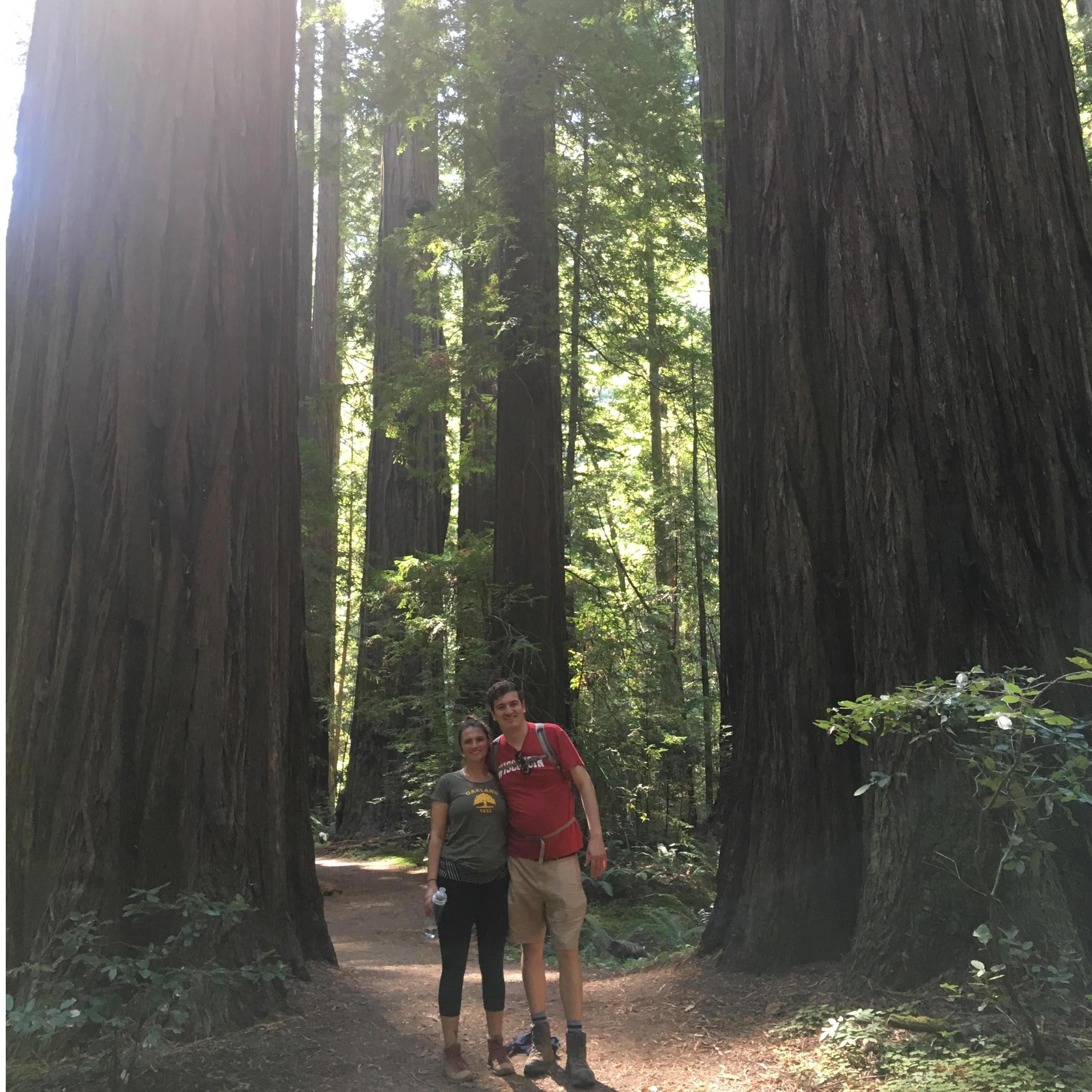 Hiking among ancient giants at Humboldt Redwood State Park (September 2018)
