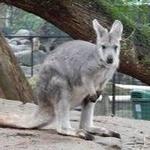 Featherdale Wildlife Park