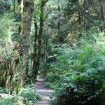 Grand Forest West