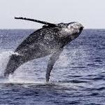 City Cruises San Diego Whale Watching & Harbor Tours