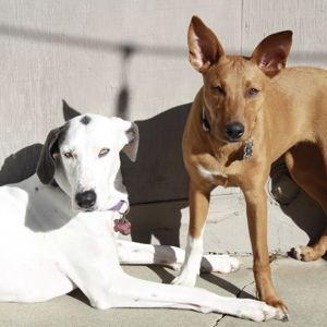 Pip and Kaya's Staycation (Pet Sitting Fund)