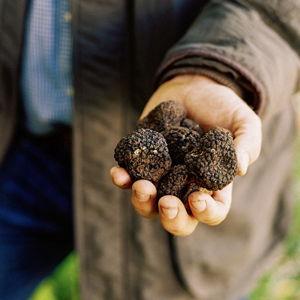 Wild Foods Truffle Hunt & Mountain Feast for Two
