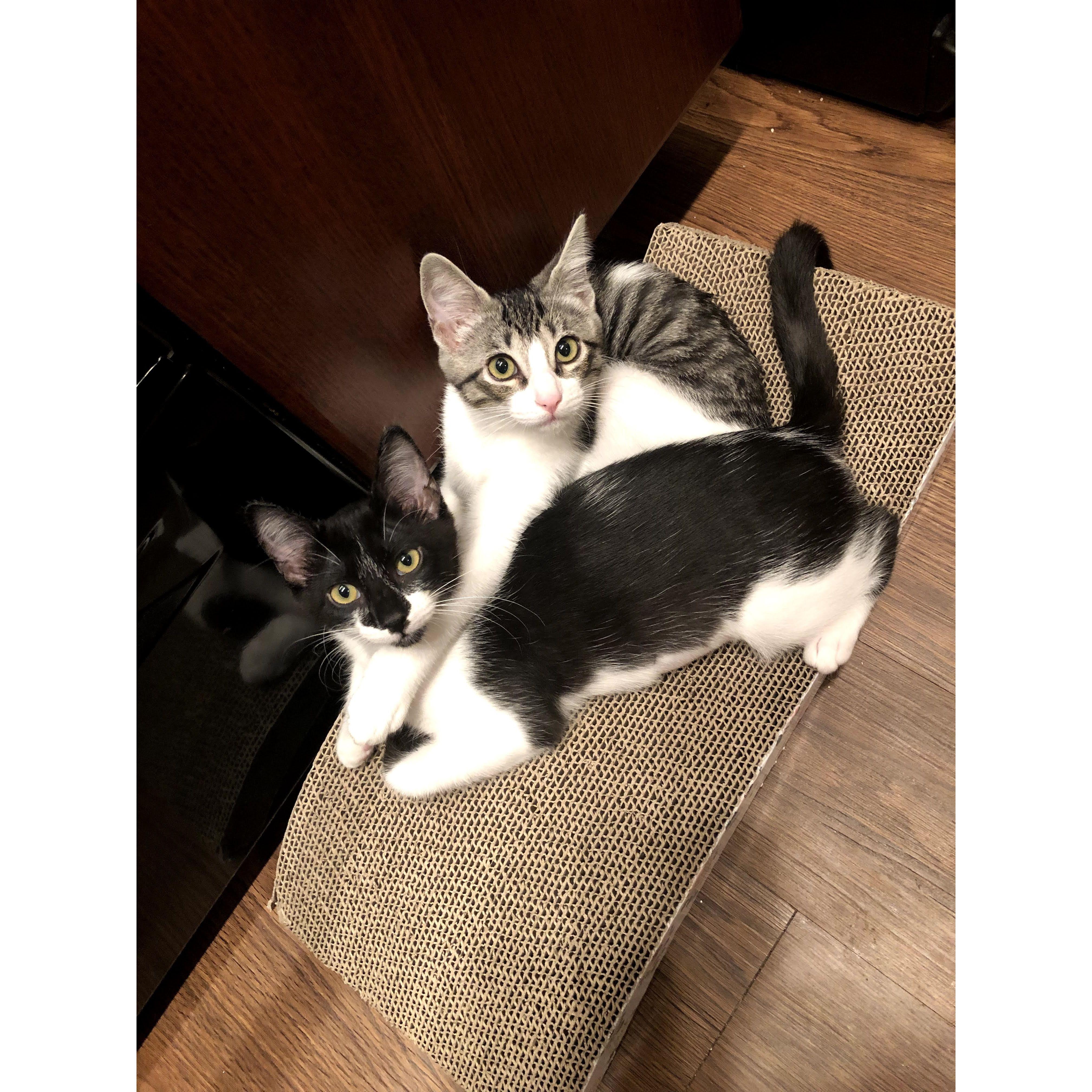 March 1, 2019 we got our first apartment & then July 21, 2019 we grew our family with two furr babies, Lana and Eevee!