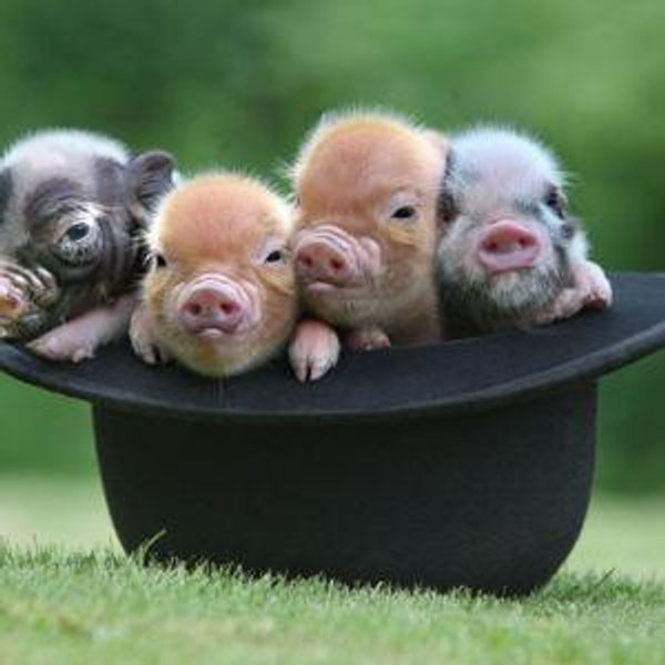Our Farm Animal Fund
