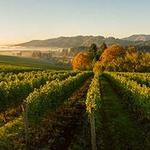 Willamette Valley Wine Country