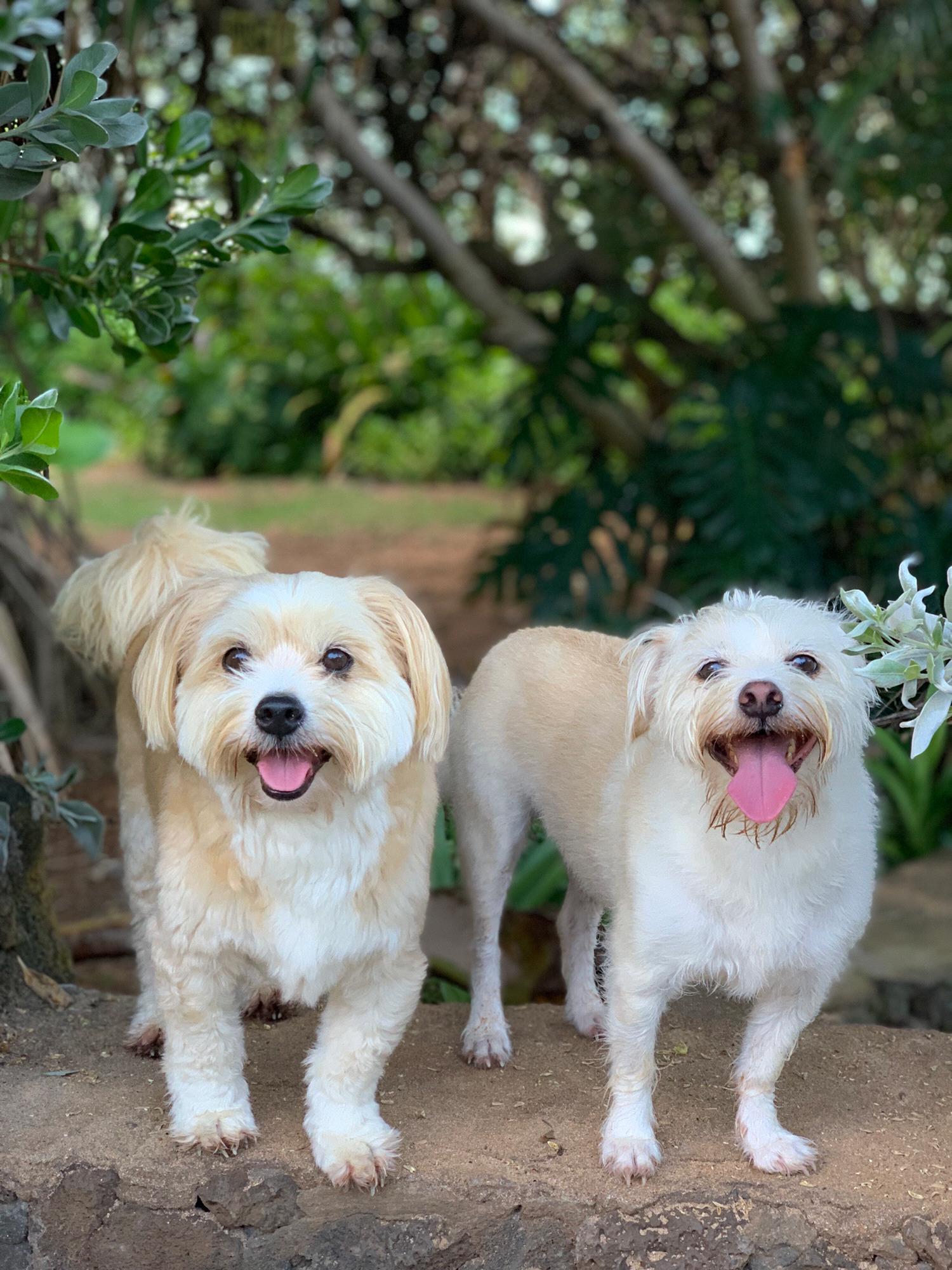 Our puppies: Charlie & Kyle