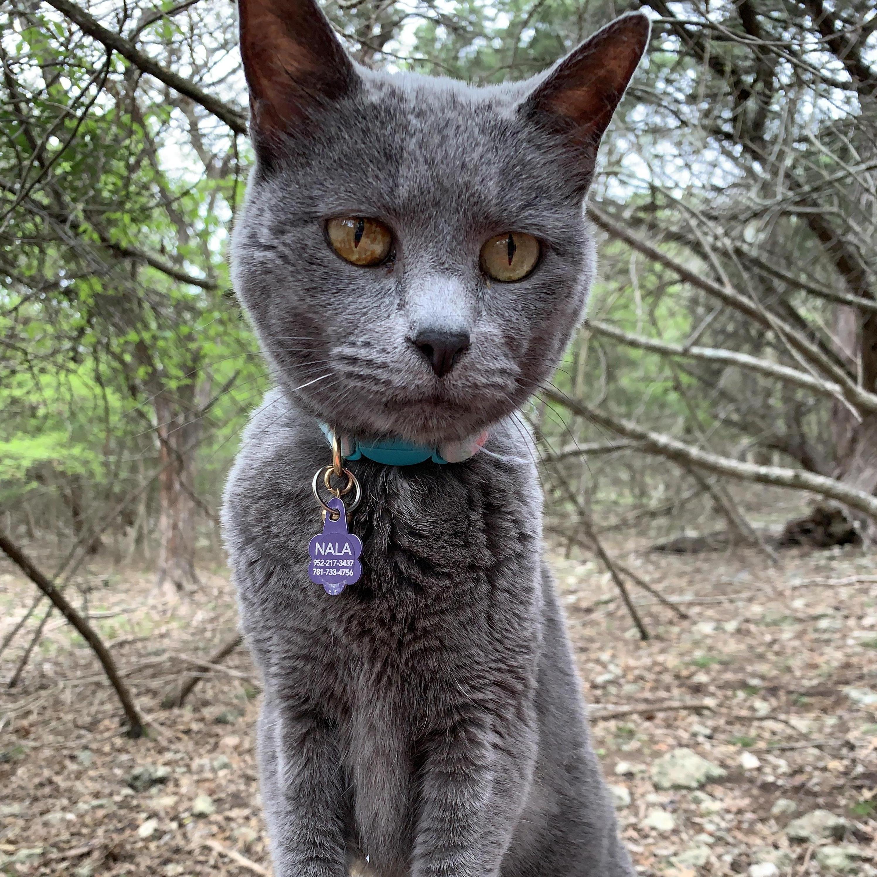 We adopted Nala (aka "Chicken") about a month after Grant left for South Korea | TX - July 2019