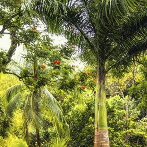 Rainforest Ziplining