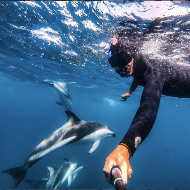 Swimming with dolphins in New Zealand