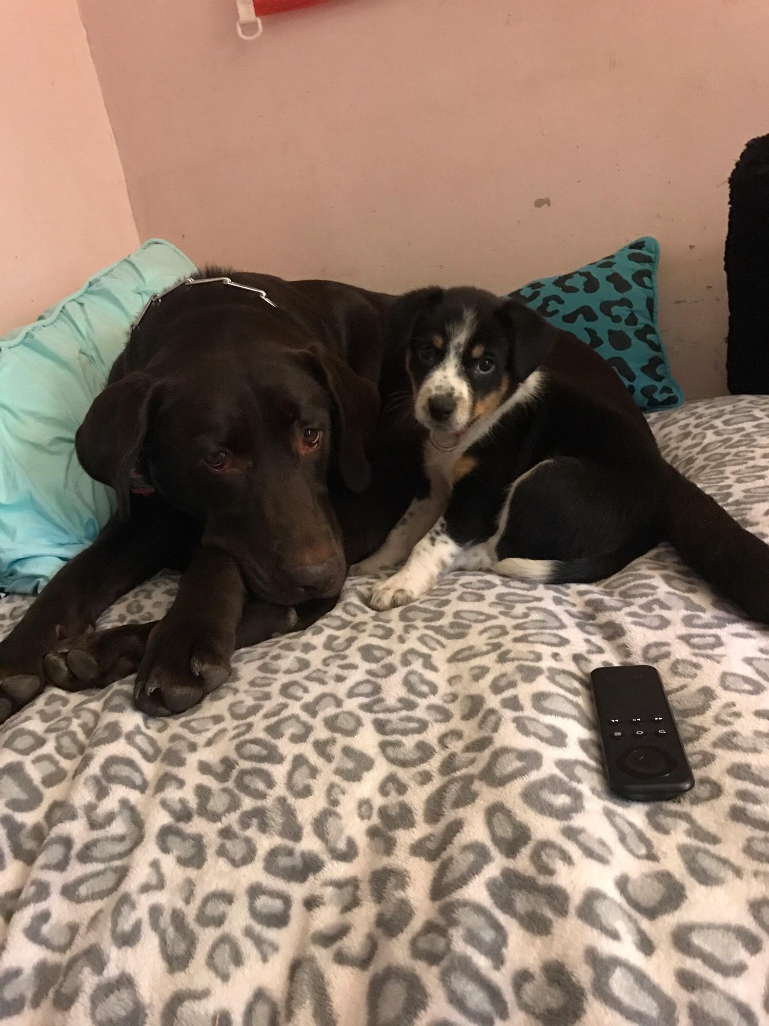 Belle and Oreo