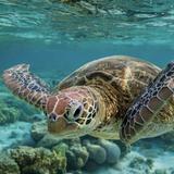 Beautiful Barbados Tours & Excursions LTD.
