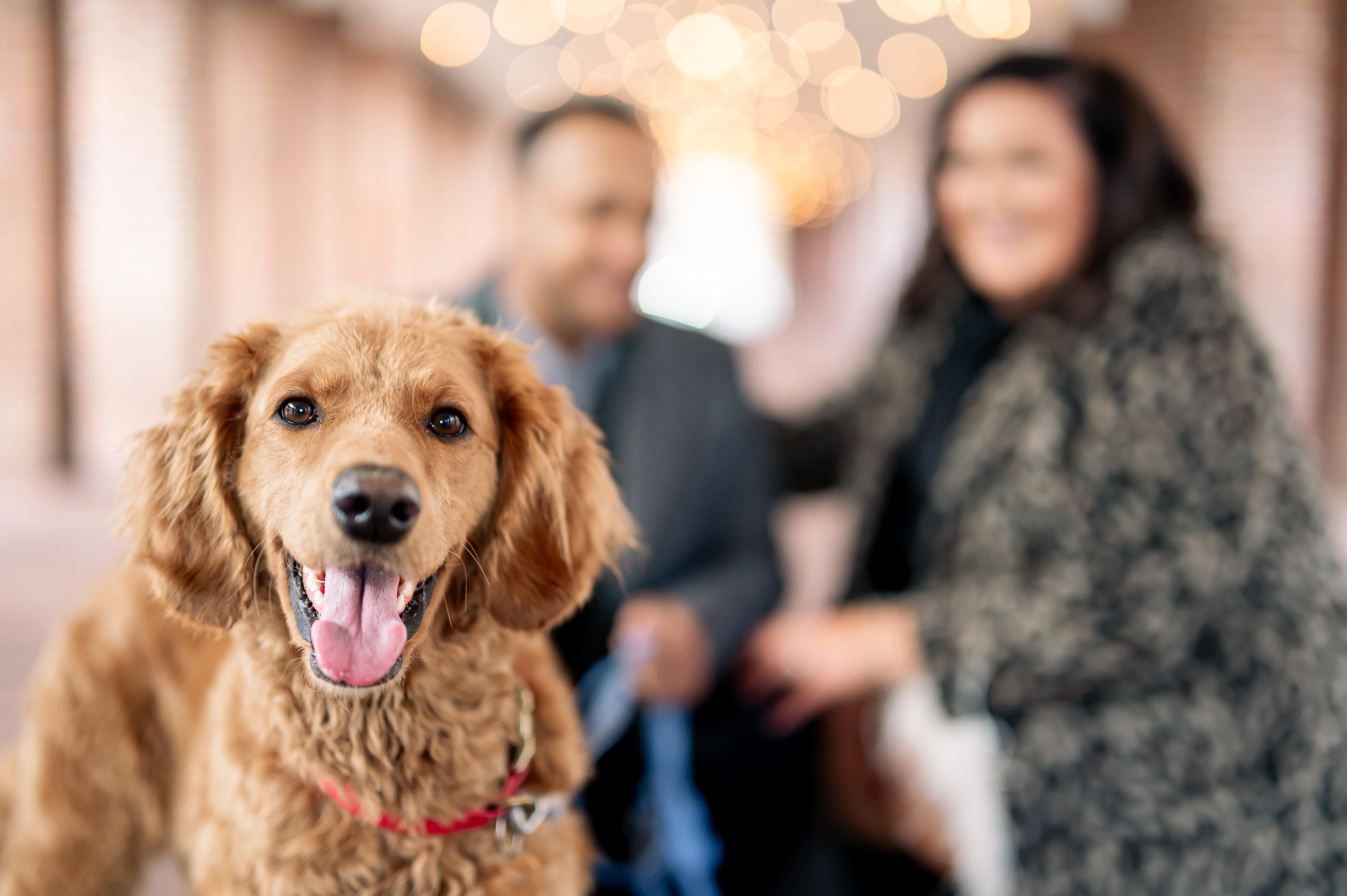 The Wedding Website of Alyssa Sifer and Clayton Meeks