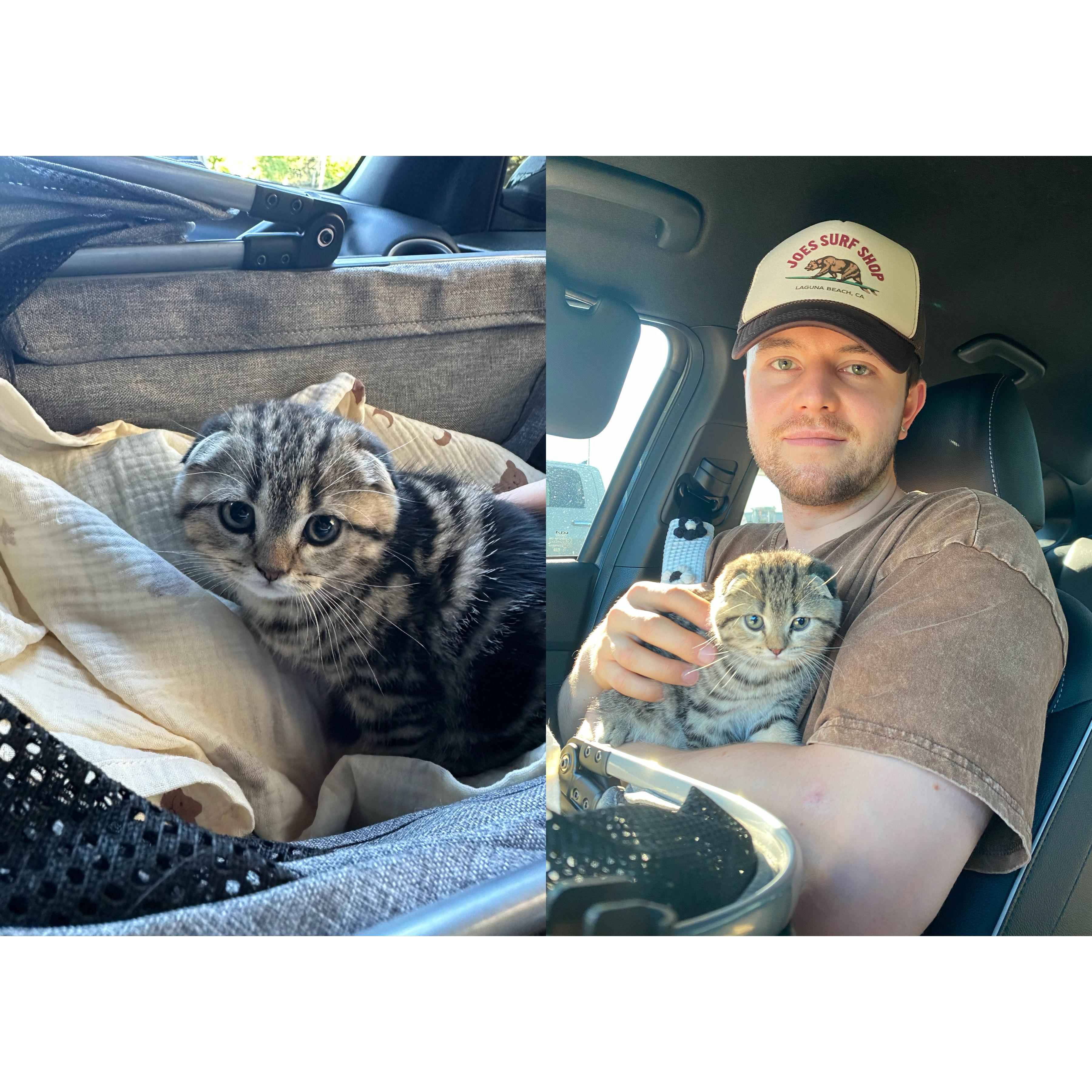 We welcomed another kitten just two months after Antoine! Meet Maxence, which means 'the greatest' in French—Presli’s perfect name choice! 🐾❤️"