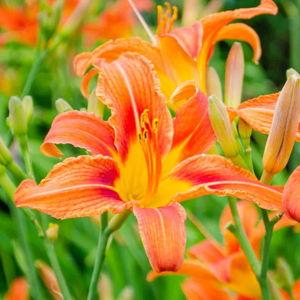 Daylilies