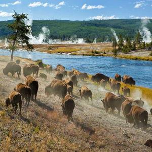 Yellowstone Wildlife Tour for 2 from Spur Experiences