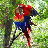 Xaman - Ha Aviary