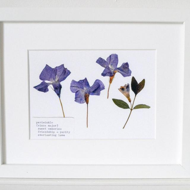 Periwinkle Pressed Flower Print | 5x7 Botanical Art Print | Symbolizes: sweet memories; everlasting love; friendship; purity