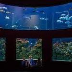 Wonders Of Wildlife National Museum & Aquarium