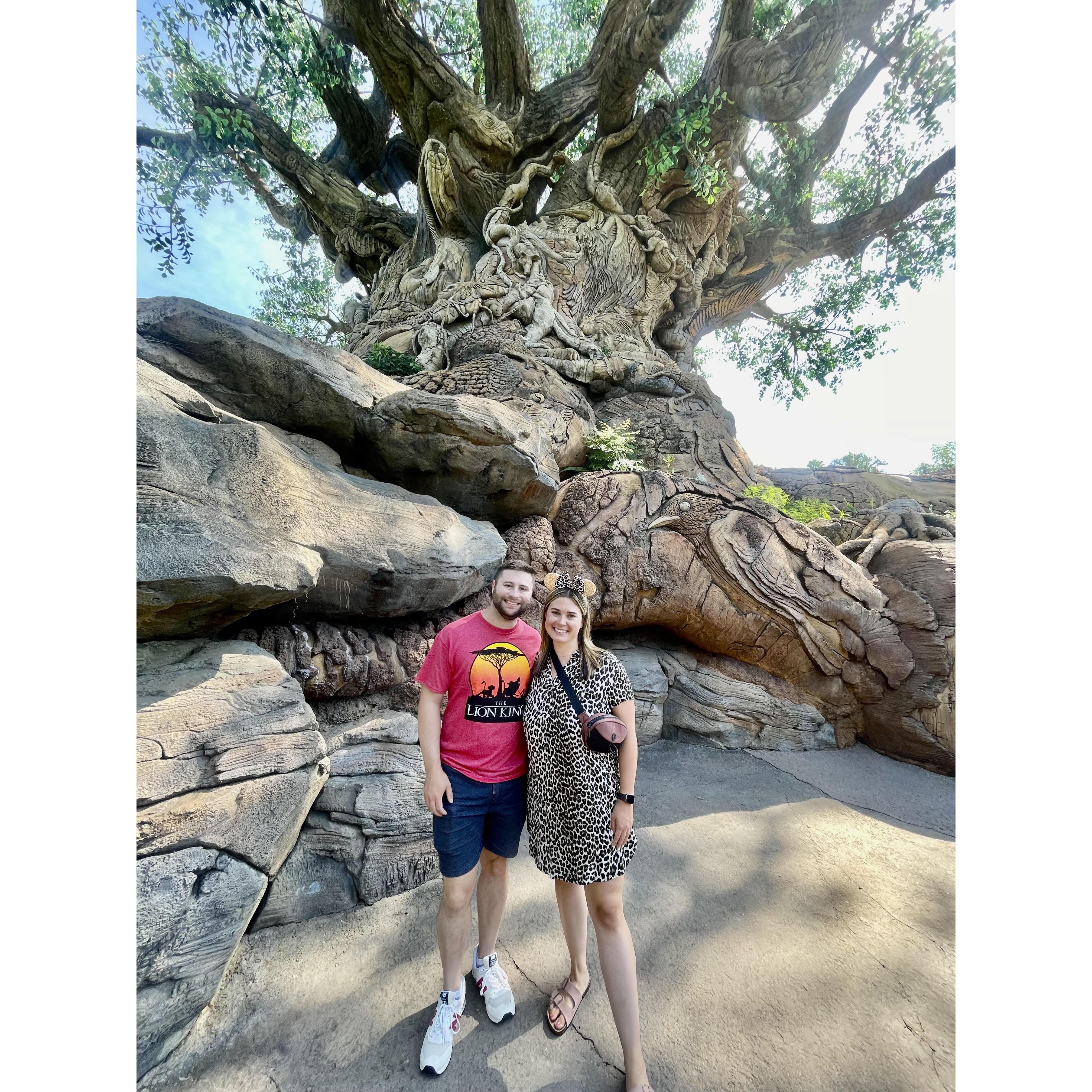 2022- Animal Kingdom