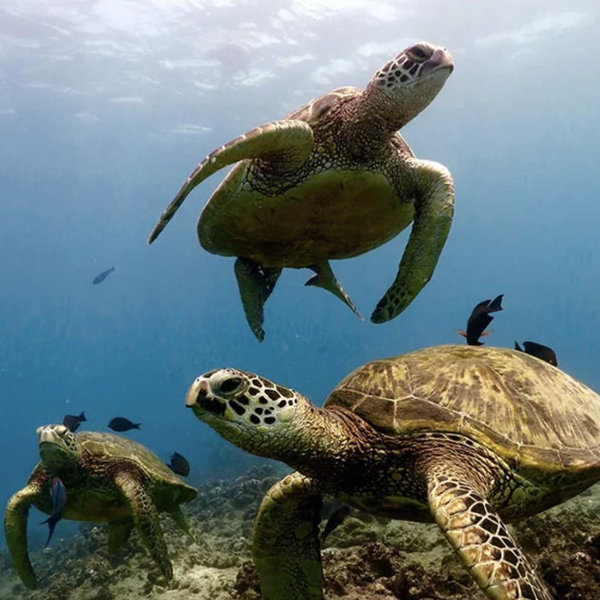 Day Snorkel Trip in Hawaii to see turtles