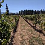 Marchesi Vineyards
