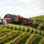 Carter Mountain Orchard