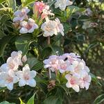 The Botanic Garden at Oklahoma State University