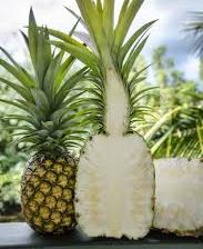 Sugarloaf Pineapple plantation