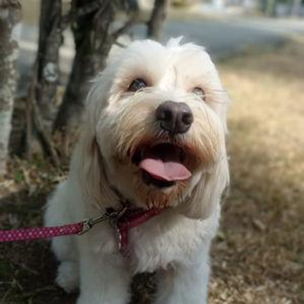 Nuestros futuros perros