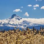 Hood River Fruit Loop