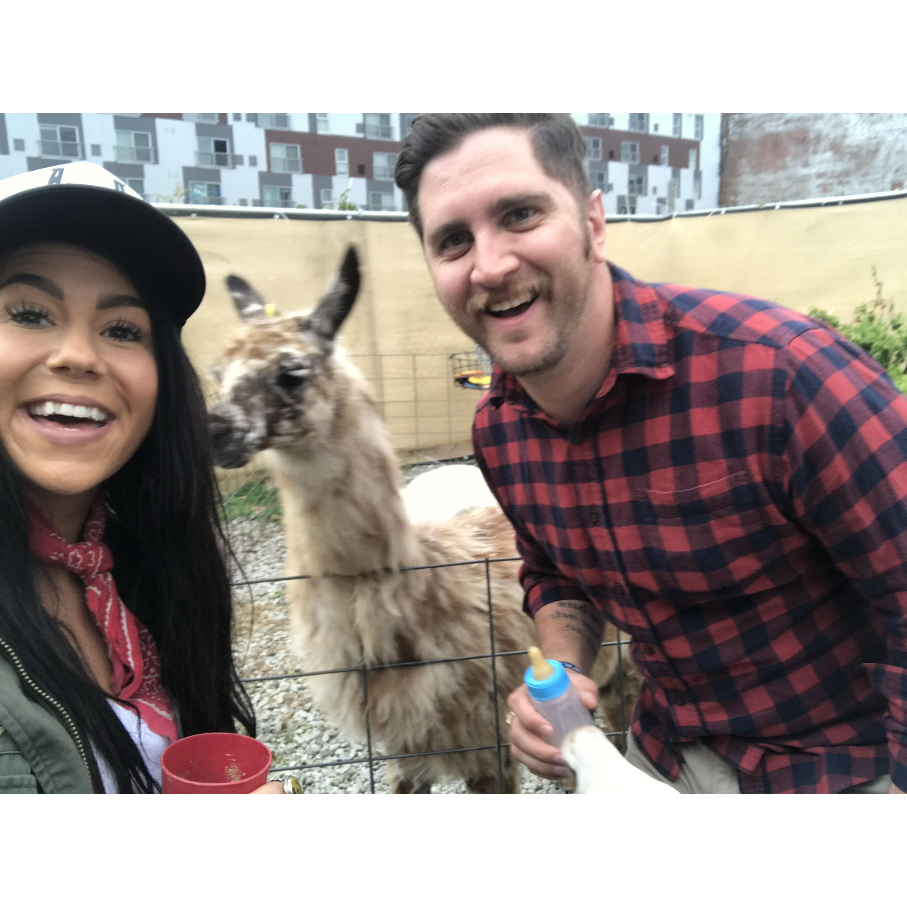 Our first time feeding a Llama together (at Enzo's birthday)